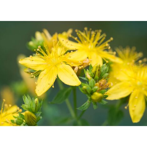 Iperico "Hypericum hidcote" pianta in vaso 9 cm
