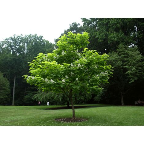 Catalpa bignonioides "Albero dei sigari" pianta in vaso  19 h. 80/120 cm