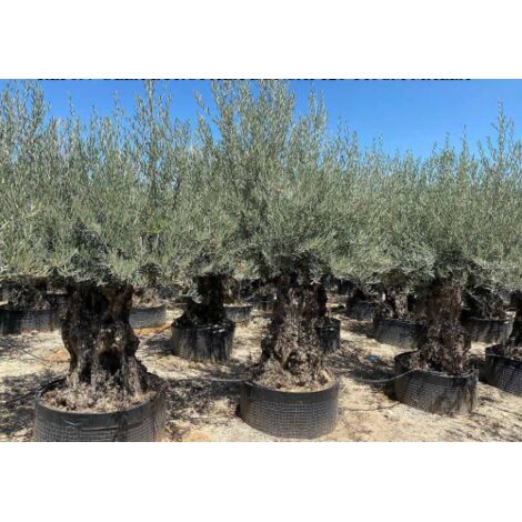 Ulivo olivo "Olea europea" bonsai circonferenza tronco 120/140 cm FOTO REALI