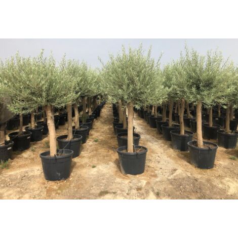 Ulivo Olivo "Olea europea" cfr tronco 25/35 cm in vaso da 70 litri FOTO REALI