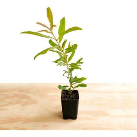 Pianta Di Melograno Punica Granatum - Vaso 7x7cm, Altezza 50-70cm, Da Vivaio