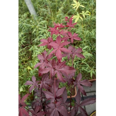 Acero rosso giapponese Acer palmatum Twombly's Red Sentinel pianta in  vaso 20 cm