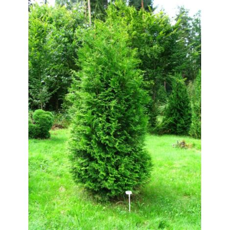 Tuia "Thuja occidentalis Brabant" pianta da siepe sempreverde in vaso 18 cm h. 70/100 cm