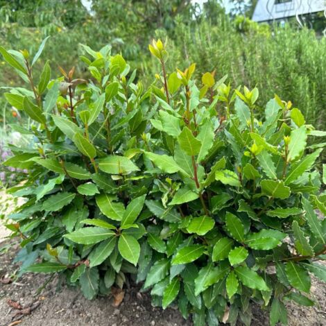 Alloro Laurus Nobilis Pianta Aromatica Sempreverde Da Siepe In Vaso alloro-laurus-nobilis-pianta-aromatica-sempreverde-da-siepe-in-vaso