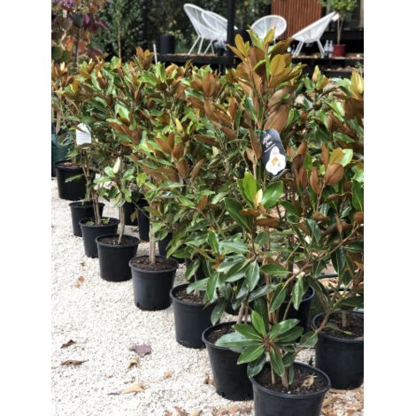 Magnolia grandiflora "Little Gem" pianta in vaso  34 cm h. 150/170 cm circa