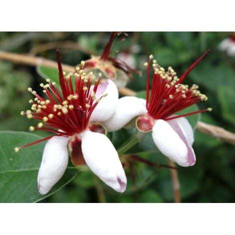 Feijoa Pianta Pianta Feijoa Sellowiana Alberello Vaso 22cm Pianta Da Frutto Tropicale Per H 699359