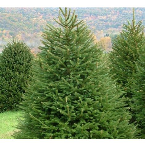 Abete rosso "Picea abies" Peccio Albero di Natale in mastello h. 100/125 cm