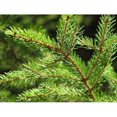 Abete Rosso (Picea Abies) In Vaso - Albero Di Natale Vivo, H. 175/200 Cm, Dal Vivaio Di Castelletto