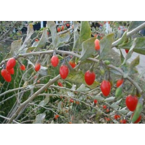 Lycium barbarum "Bacche di Goji" pianta in vaso  11