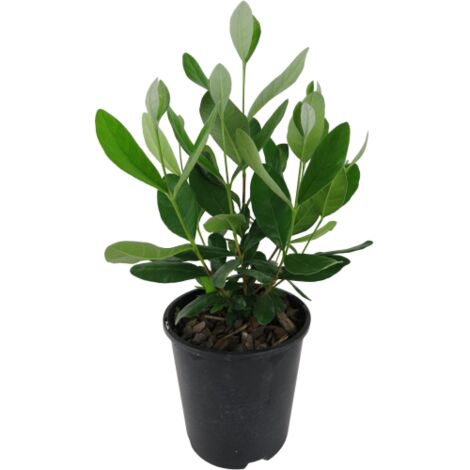 Feijoa "Acca sellowiana" Guayabo del Brasile 3 piante in vaso 9 cm