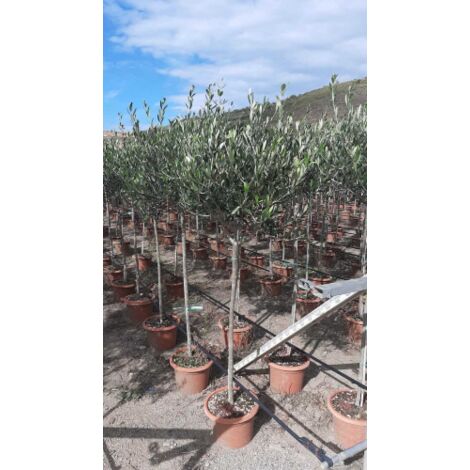Ulivo Olea Europea In Vaso ø22 Cm - Altezza 70/80 Cm | Vivaio Di Castelletto - Foto 10