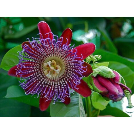 Passiflora Quadrangularis pianta rampicante in vaso ø9 cm