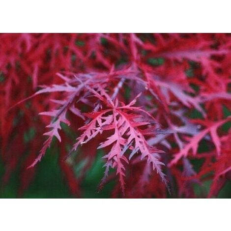 Acero rosso giapponese Acer palmatum Fireglow pianta in vaso 19 cm