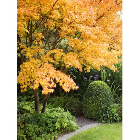 Acero Rosso Giapponese "Acer palmatum Sango Kaku" pianta in vaso  28 cm h 130/160 cm
