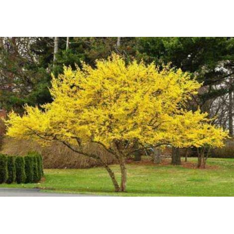 Corniolo "Cornus mas" pianta in vaso  18 cm h 50/60 cm (1/5)