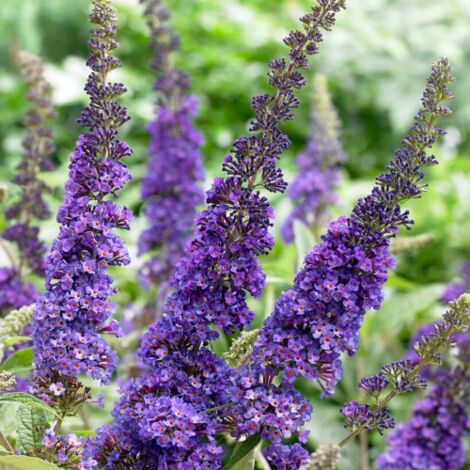 Buddleia davidii Empire blue "Albero delle Farfalle" Buddleja pianta in vaso 7x7 bio