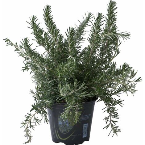 Rosmarino Prostrato Rosmarinus Officinalis Prostratus Pianta rosmarino-prostrato-rosmarinus-officinalis-prostratus-pianta