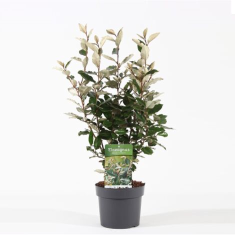 Eleagno "Eleagnus x ebbingei Compacta" pianta in vaso  19 cm h 70/90 cm