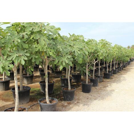 Fico comune "Ficus carica" pianta in mastello 40 cm h. 2,5 mt cfr. tronco 20/25 cm