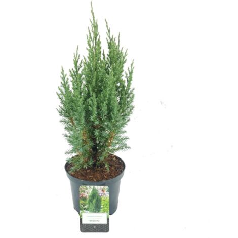 Ginepro Kaizuka (Juniperus Chinensis 'Kaizuka') - Pianta Vera In Vaso 18 Cm, Altezza 125-150 Cm