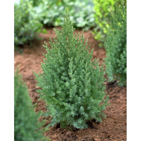 JUNIPERUS KISHU DA TALEA (Ginepro) H PIANTA 50CM - Renzo Vivai