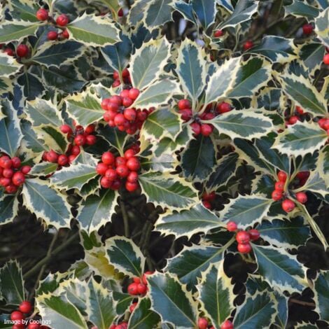 Agrifoglio Variegato Ilex Aquifolium Argentea Marginata Pungitopo