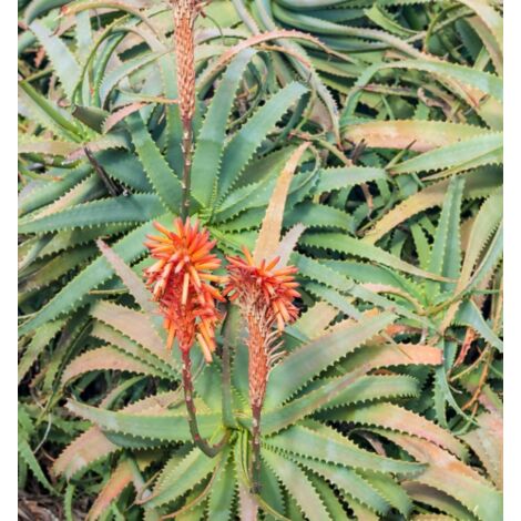 Aloe Arborescens In Vaso Ceramica – Pianta Vera Di 15 Anni, Con Omaggio Segreto