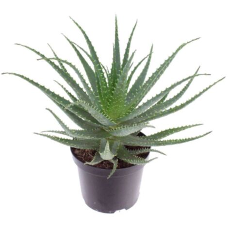 Aloe arborescens "Aloe padre Romano Zago" pianta officinale in vaso  18 cm pianta grassa sempreverde MADE IN ITALY