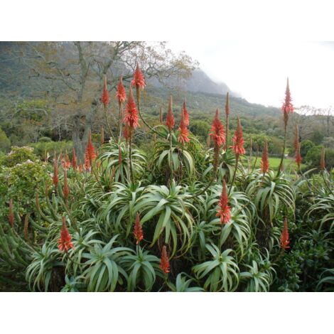 Aloe arborescens "Aloe padre Romano Zago" pianta officinale in vaso 18 cm  pianta grassa sempreverde MADE IN ITALY