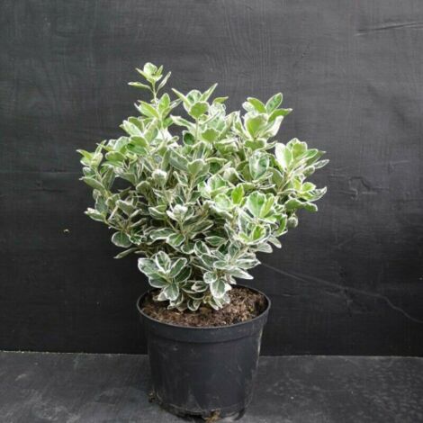 Evonimo variegato "Euonymus japonicus Bravo" pianta da siepe sempreverde in vaso 7x7 cm