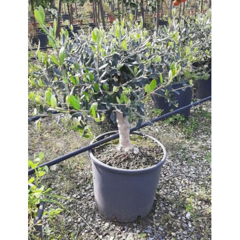 Albero di Olivo Pasola 3 Anni, Piante Da Frutto Online Albero di Olivo Pasola 3 Anni, Piante Da Frutto Online