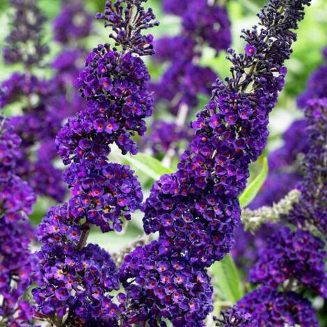 Buddleia davidii Black Knight "Albero delle Farfalle" Buddleja pianta in vaso 9 cm