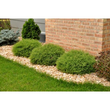 Thuja occidentalis "Mr. Bowling Ball" a palla pianta sempreverde in vaso 17 cm