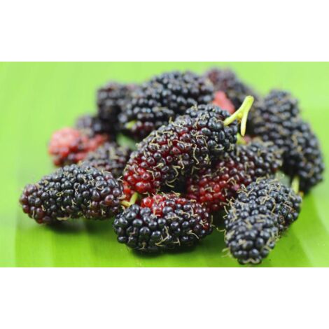 Gelso Nero "Morus Nigra" pianta da frutta in vaso ø19 cm h. 150/200 cm FOTO REALI