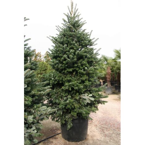Abete del Caucaso "Abies nordmanniana" Albero di Natale in mastello  40 cm h. 100/120 cm