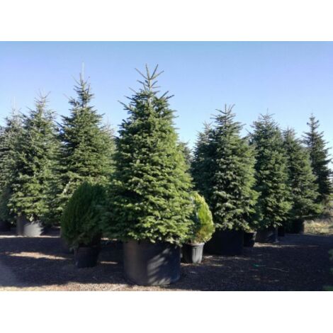 Abete Del Caucaso (Abies Nordmanniana) In Vaso ø40cm, Altezza 100/120cm - Albero Di Natale Naturale