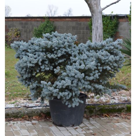 Abete blu pino argentato "Picea pungens glauca globosa" pianta esemplare in mastello  60 cm FOTO REALI
