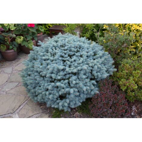Abete Blu Picea Pungens - Pianta Viva In Vaso 19 Cm, Albero Ornamentale Per Esterni, Sempreverde, Resistente
