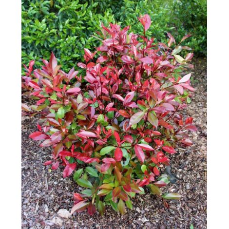 Photinia x fraseri "Red Robin Compacta" pianta da siepe fotinia compatta in vaso 8x8 cm