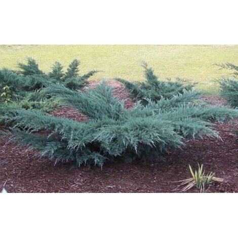 Ginepro della Virginia "Juniperus virginiana Grey Owl" pianta in vaso 11 cm