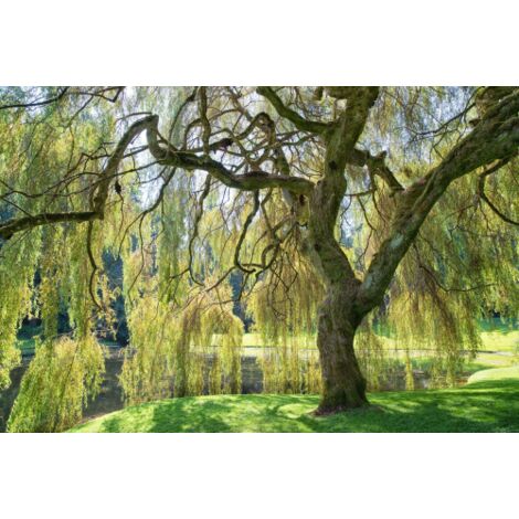 Salice piangente di Pechino "Salix matsudana tortuosa" pianta in vaso h. 140/170 cm