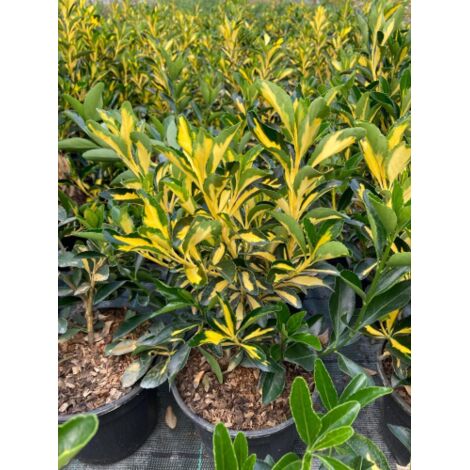 Evonimo "Euonymus japonicus Livornese" pianta da siepe sempreverde in vaso  19 cm