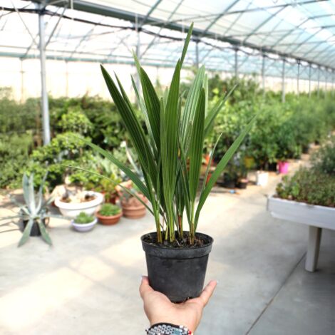 Palma di San Pietro "Chamaerops humilis" pianta in vaso 12 cm
