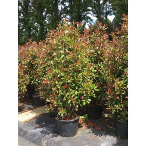 Fotinia "Photinia x fraseri Red Robin" pianta da siepe in vaso 24 cm h.  125/150 cm