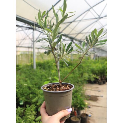 Ulivo olivo "Olea europea Cipressino" pianta in vaso ø12 cm biodegradabile mensa olio FOTO REALI