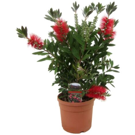 Callistemone "Callistemon leavis" pianta in vaso 19 cm