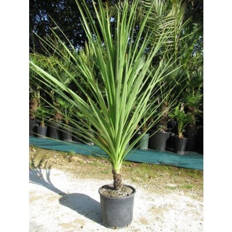 Cordilinea Cordyline australis pianta in vaso h. 40/50 cm