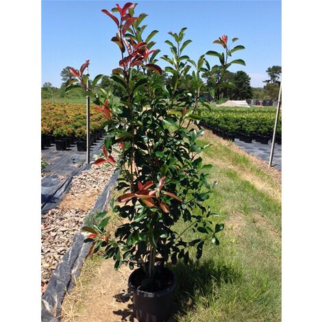 Photinia Red Robin - 30 Piante Per Siepe, Altezza 80/100cm - Foto 8