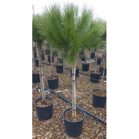 Pino da pinoli domestico "Pinus pinea" pianta in vaso  26 cm h. 160/200 cm