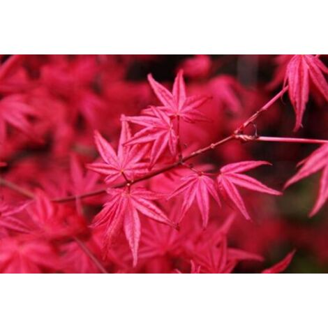 Acero Rosso Giapponese "Acer Palmatum Heart Fire" pianta in vaso 18 cm